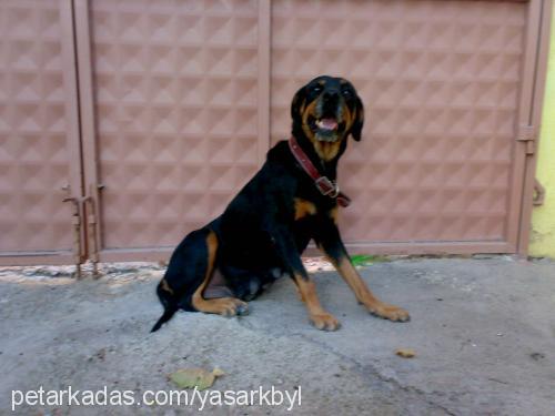 linda Dişi Rottweiler