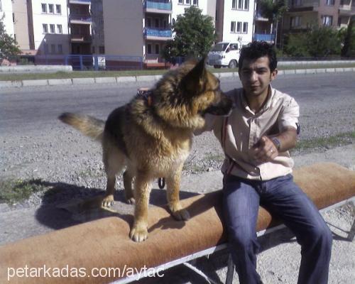 kral Erkek Alman Çoban Köpeği