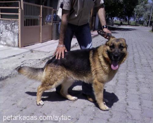 kral Erkek Alman Çoban Köpeği