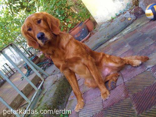 scooby Erkek Golden Retriever