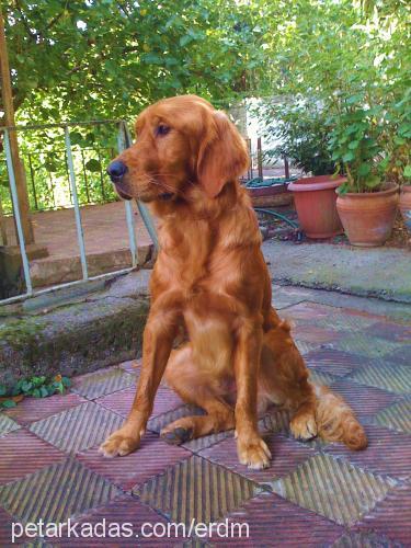 scooby Erkek Golden Retriever