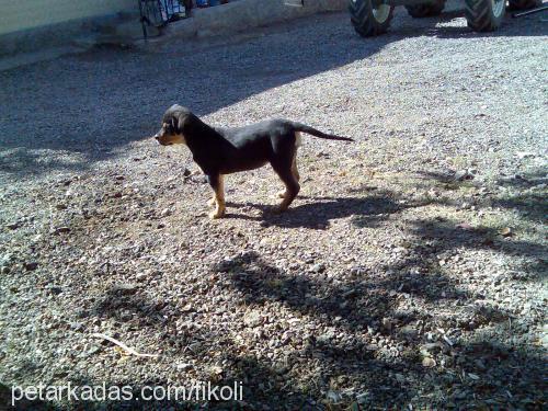 daisy Dişi Rottweiler