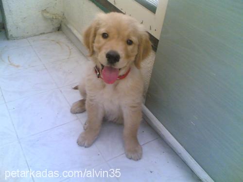 alvİn Erkek Golden Retriever