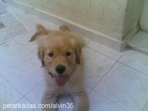 alvİn Erkek Golden Retriever