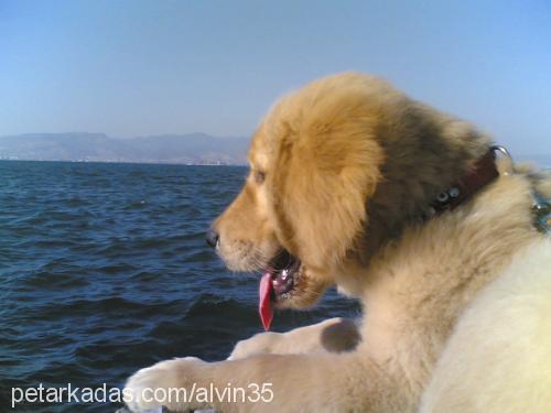 alvİn Erkek Golden Retriever