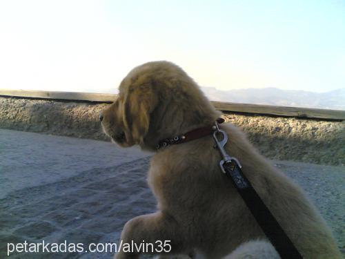 alvİn Erkek Golden Retriever