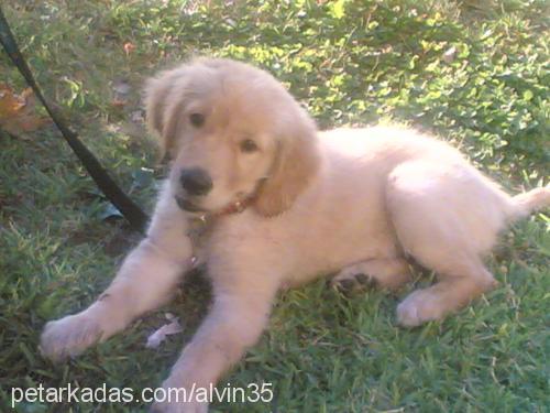 alvİn Erkek Golden Retriever