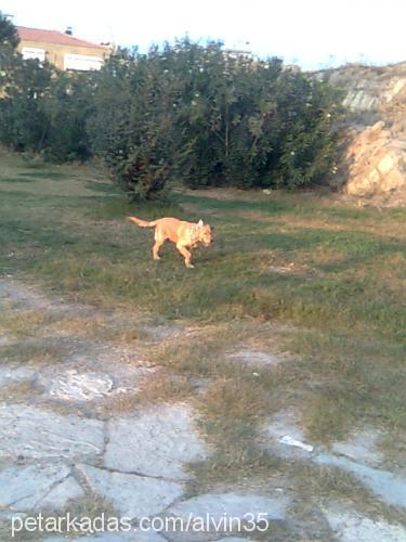 alvİn Erkek Golden Retriever