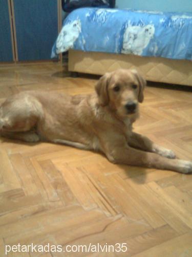 alvİn Erkek Golden Retriever