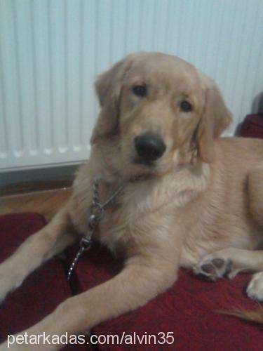 alvİn Erkek Golden Retriever