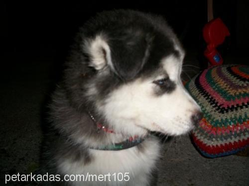 alf Erkek Alaskan Malamute