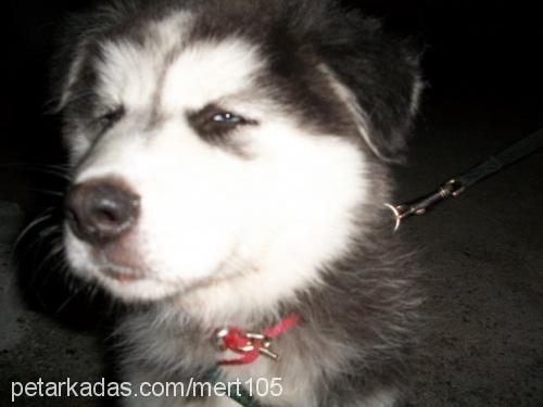 alf Erkek Alaskan Malamute