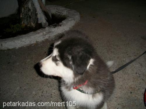 alf Erkek Alaskan Malamute