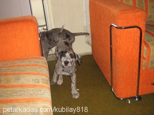 gümüş Dişi Great Dane (Danua)