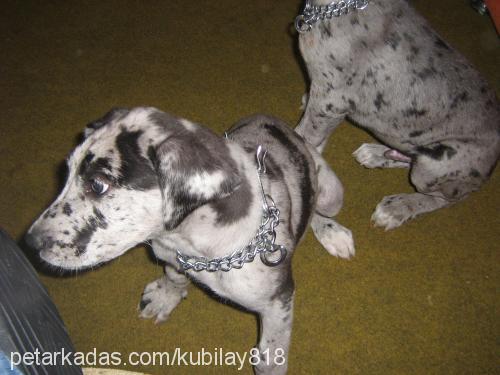 gümüş Dişi Great Dane (Danua)