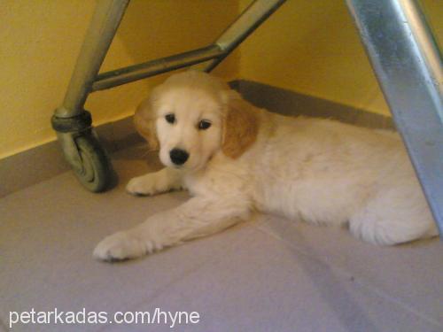 efe Erkek Golden Retriever