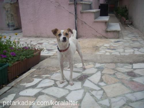 fındık Dişi Jack Russell Terrier