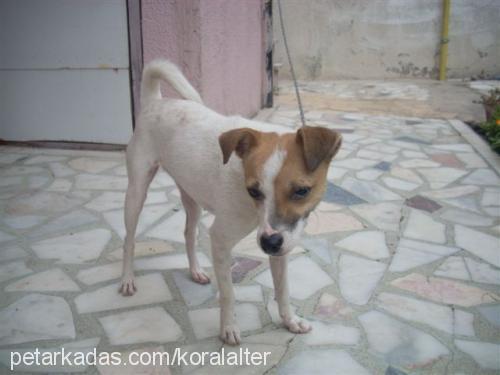 fındık Dişi Jack Russell Terrier