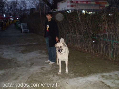 efe Erkek Kangal