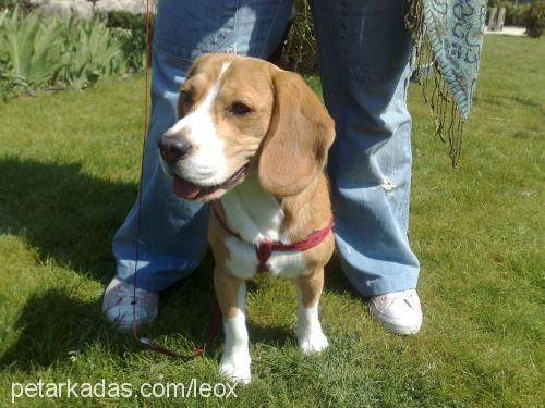 leo Erkek Beagle