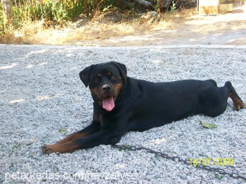 ares Dişi Rottweiler