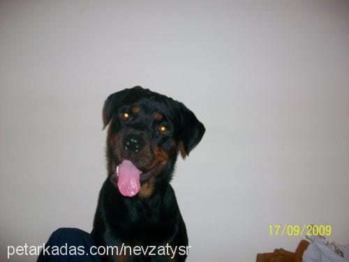 ares Dişi Rottweiler