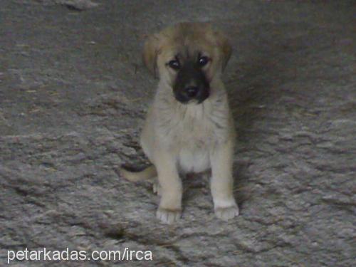 çomar Erkek Kangal