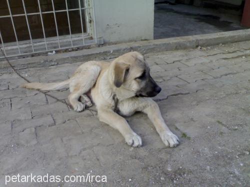 çomar Erkek Kangal