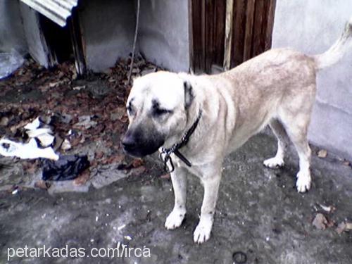 çomar Erkek Kangal