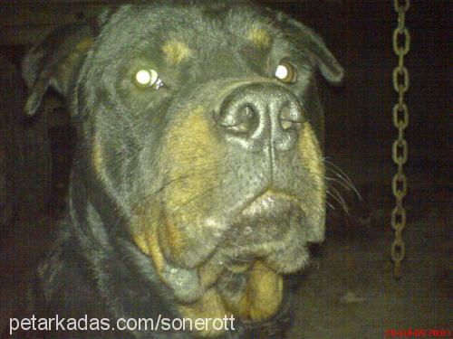 paŞaaaaaaaa Erkek Rottweiler