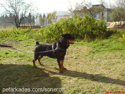 paŞaaaaaaaa Erkek Rottweiler