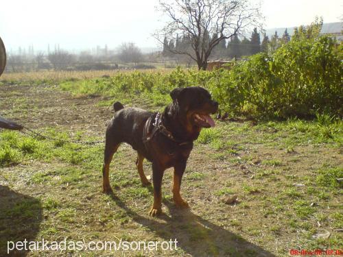 paŞaaaaaaaa Erkek Rottweiler