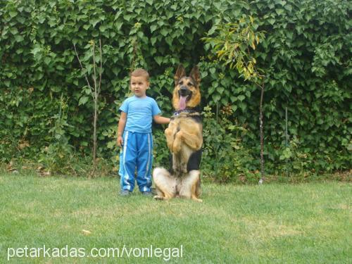 sıla Dişi Alman Çoban Köpeği