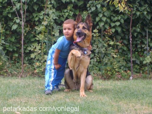 sıla Dişi Alman Çoban Köpeği