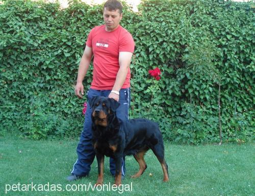 şiva-rex Erkek Rottweiler