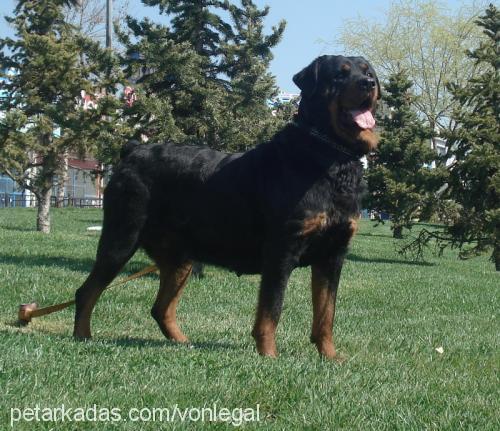 şiva-rex Erkek Rottweiler