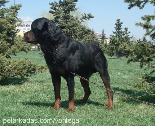 şiva-rex Erkek Rottweiler