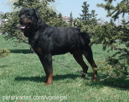 şiva-rex Erkek Rottweiler