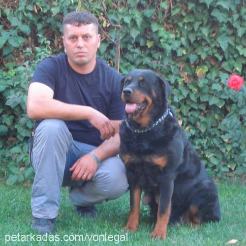 şiva-rex Erkek Rottweiler