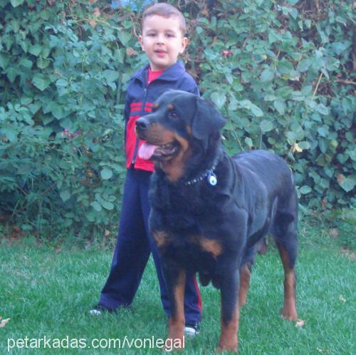 şiva-rex Erkek Rottweiler