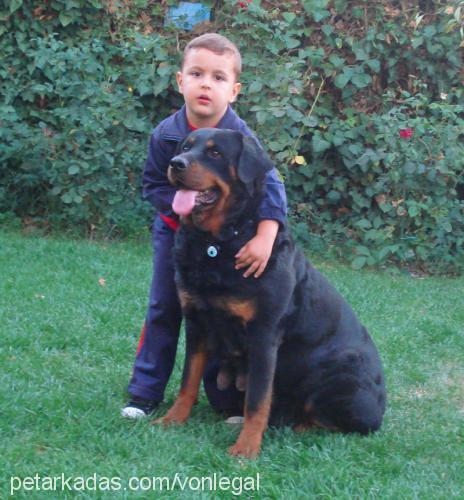 şiva-rex Erkek Rottweiler