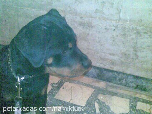 dona Dişi Rottweiler