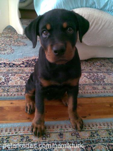 dona Dişi Rottweiler