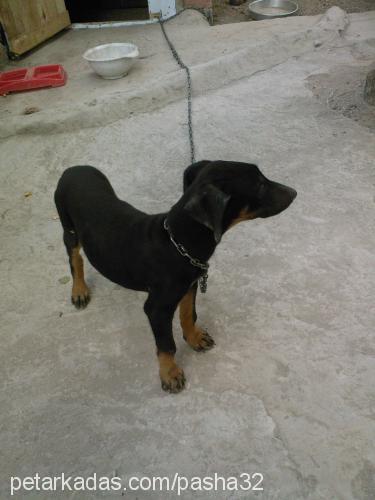 paşa Erkek Doberman Pinscher