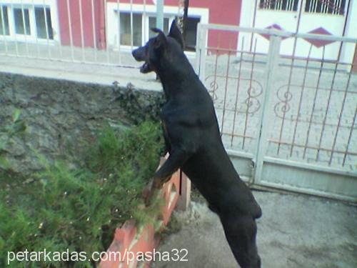 paşa Erkek Doberman Pinscher