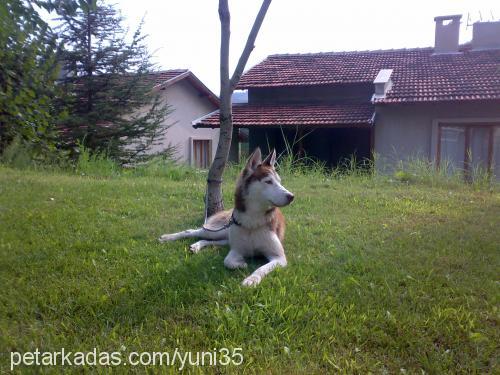 asil Erkek Sibirya Kurdu (Husky)