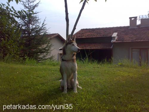 asil Erkek Sibirya Kurdu (Husky)