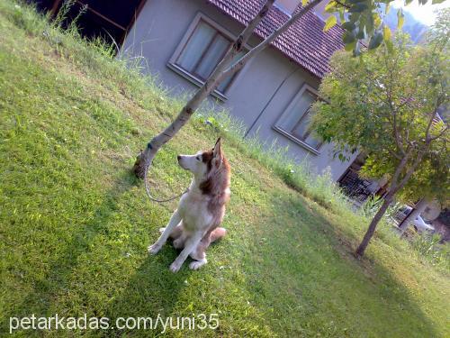 asil Erkek Sibirya Kurdu (Husky)