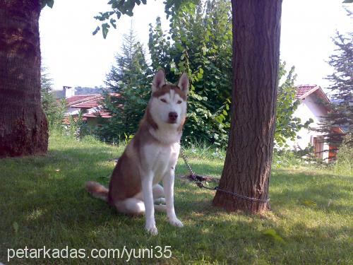 asil Erkek Sibirya Kurdu (Husky)