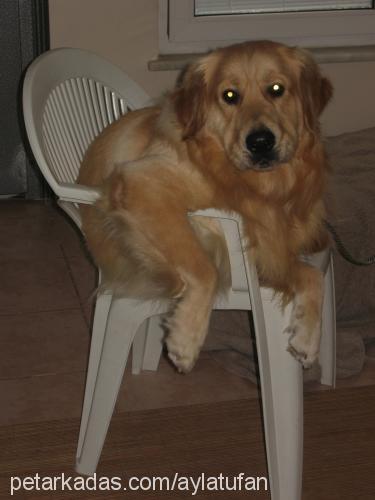 pasha Erkek Golden Retriever